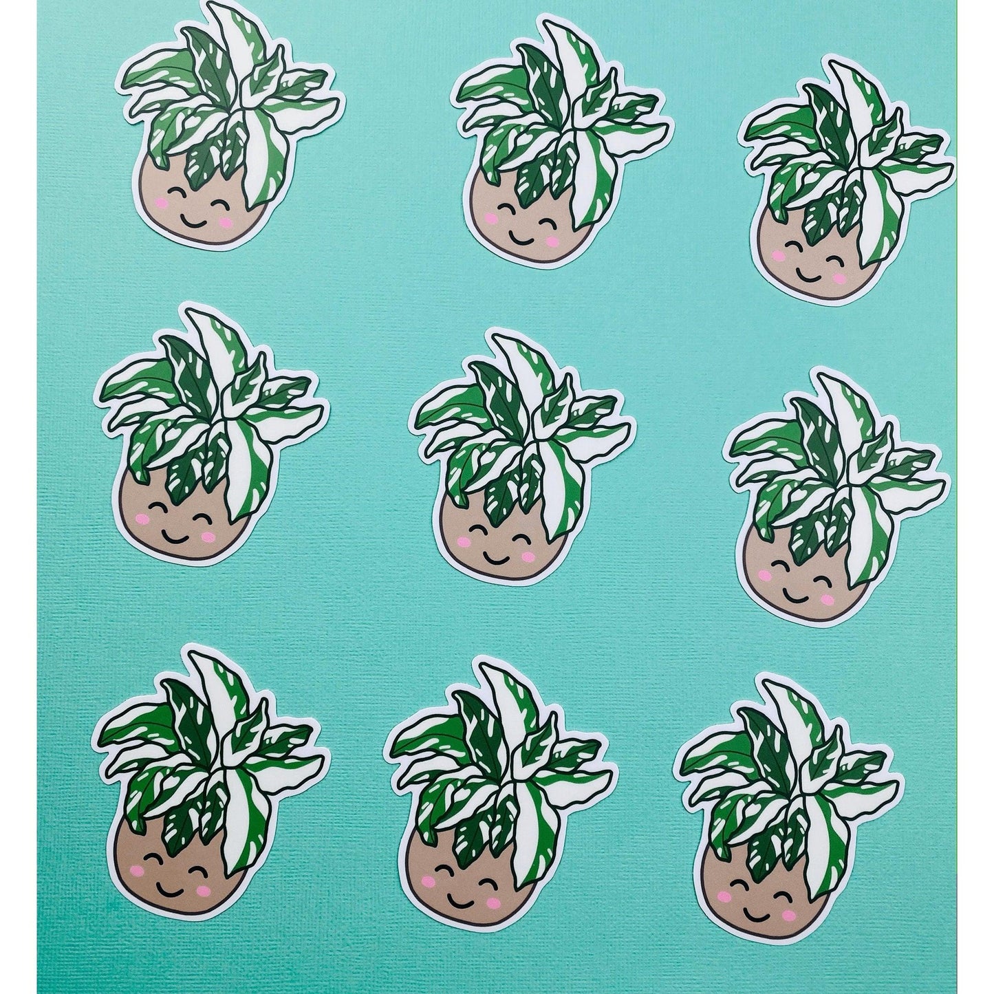 Rare Plant White Fusion Calathea Sticker, Variegated Calethea Sticker, Calethea Fusion White Sticker, Prayer Plant, Variegated Plant Sticker - Ottos Grotto :: Stickers For Your Stuff